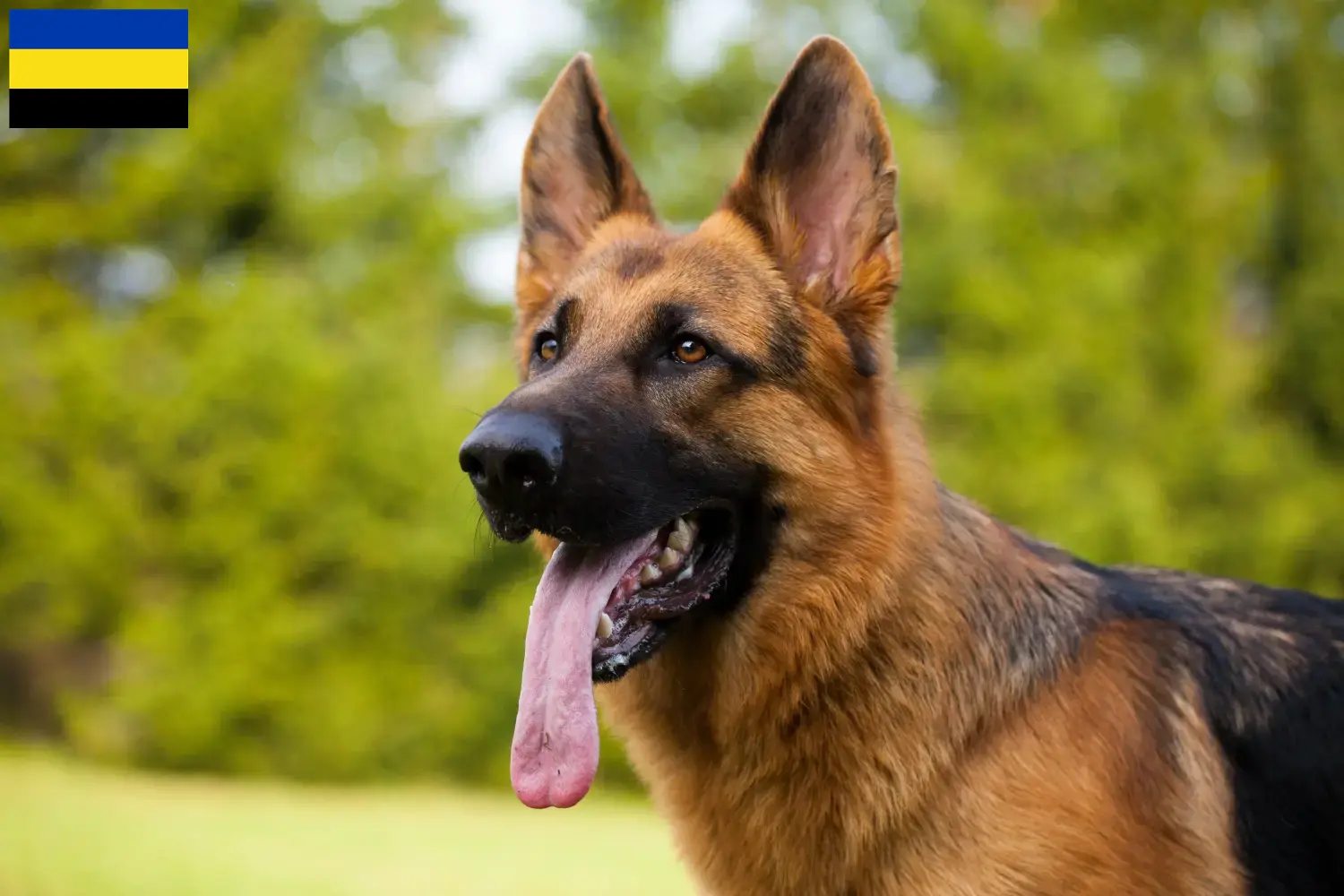 Duitse Herder Puppies en Fokker Gelderland Hier vind je Duitse Herdershondenfokkers in Gelderland.