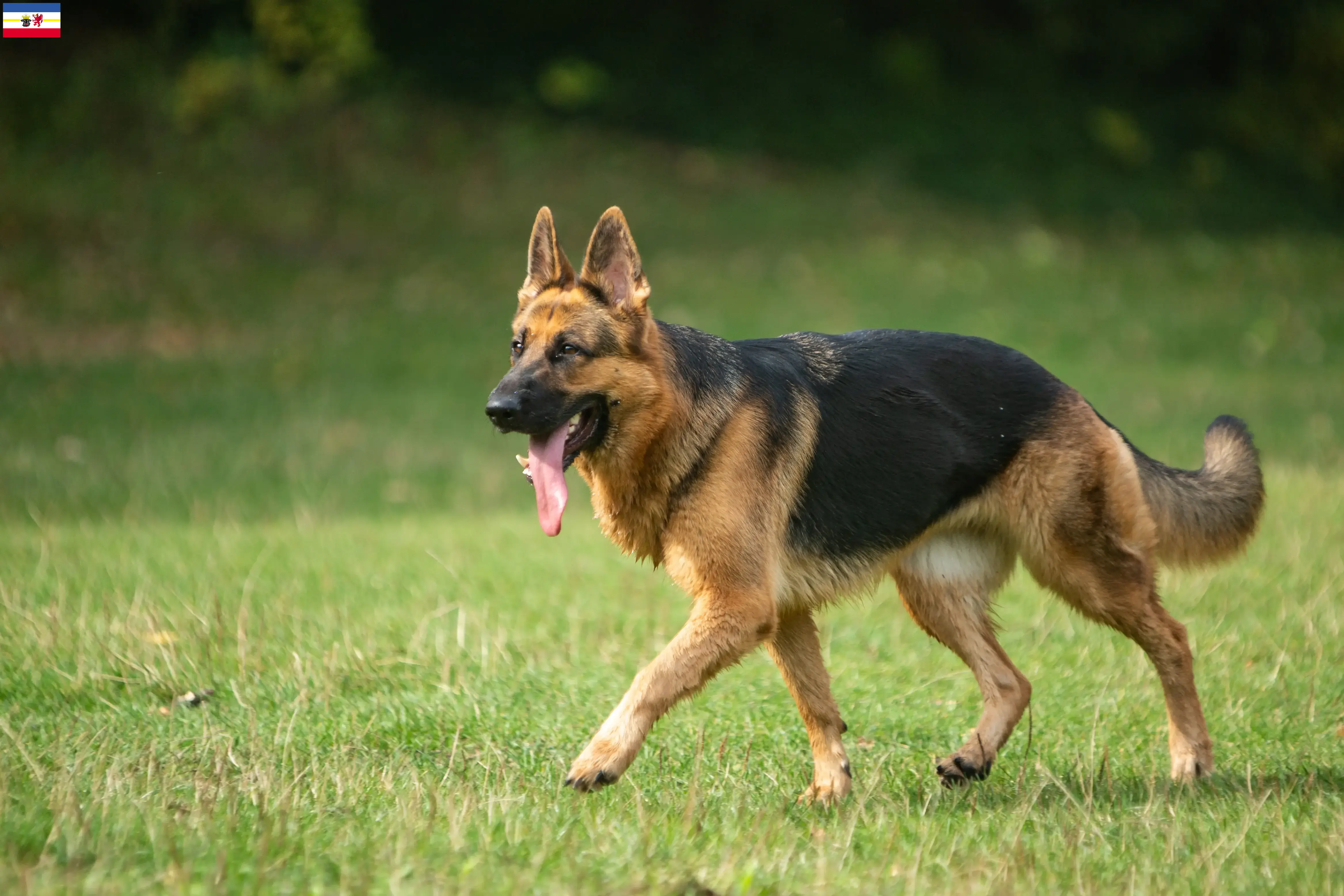Duitse Herder Puppies en Fokker Mecklenburg-Vorpommern Hier vind je Duitse Herdershondenfokkers in Mecklenburg-Vorpommern.