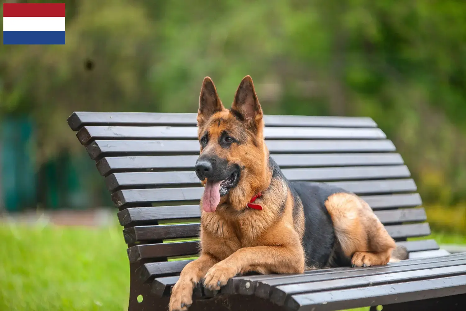 Duitse Herder Puppies en Fokker Nederland Hier vind je Duitse Herdershondenfokkers in Nederland.
