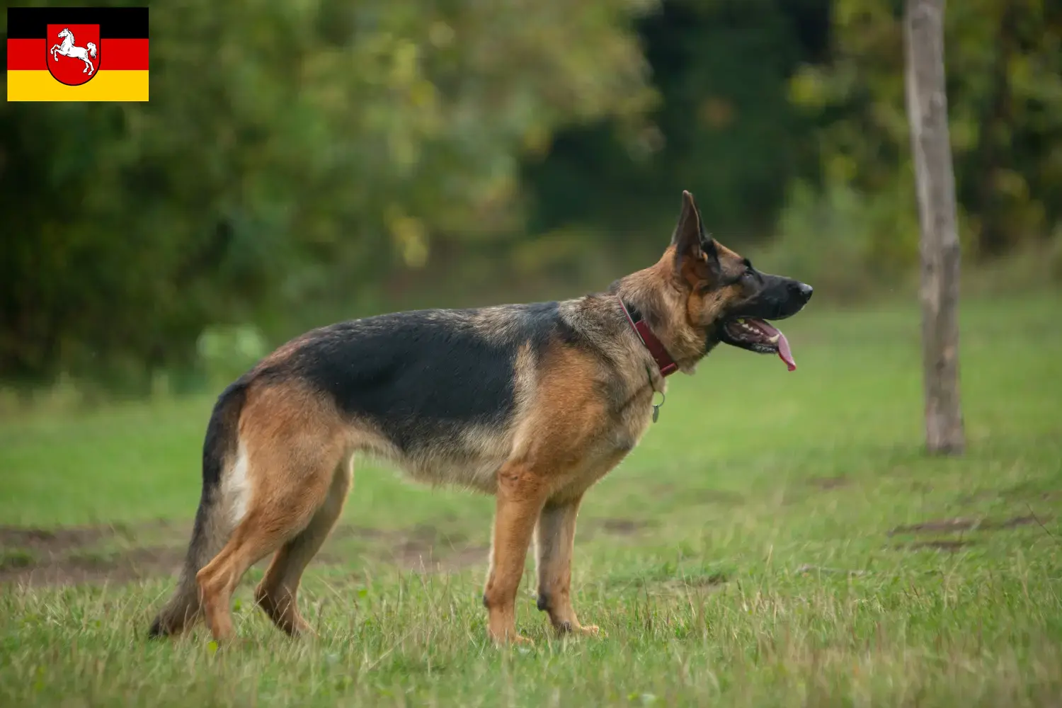 Duitse Herder Puppies en Fokker Nedersaksen Hier vind je fokkers van Duitse Herdershonden in Nedersaksen.