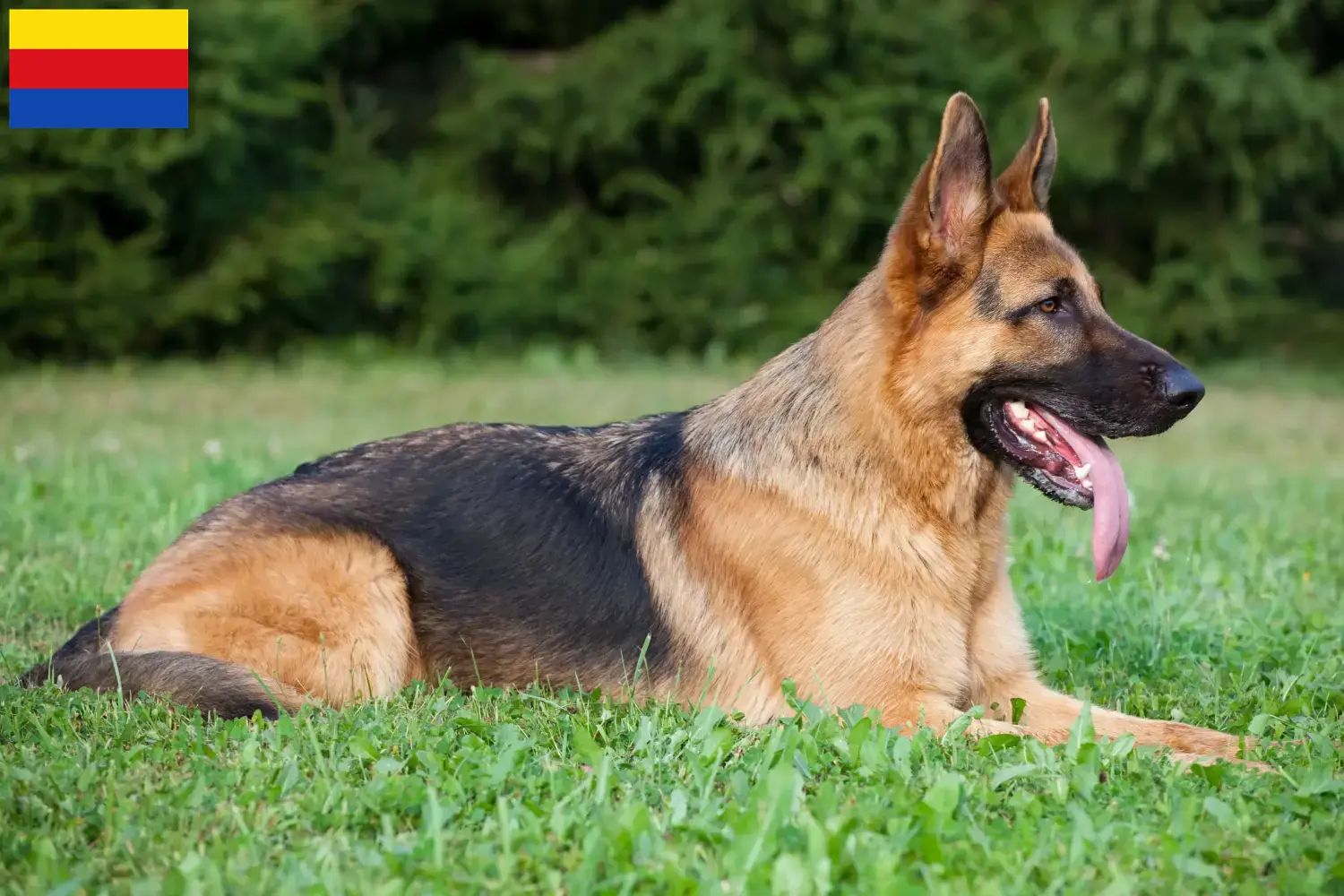 Duitse Herder Puppies en Fokker Noord-Holland Zoek Duitse Herdershondenfokkers in Noord-Holland.