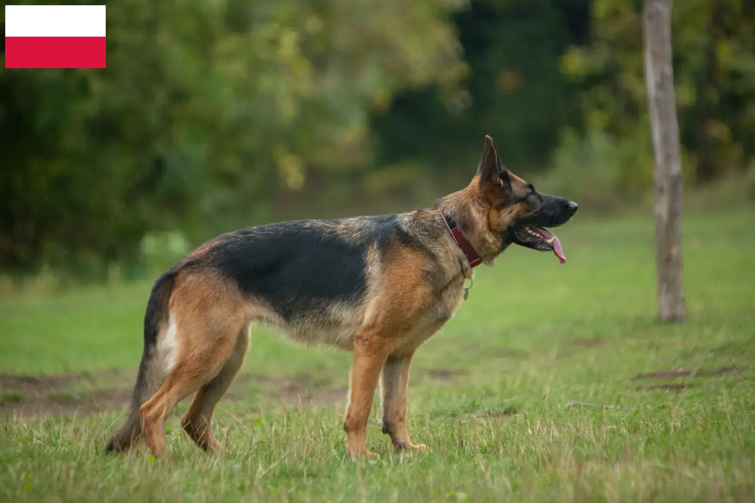 Duitse Herder Puppies en Fokker Polen Hier vind je fokkers van Duitse Herdershonden in Polen.