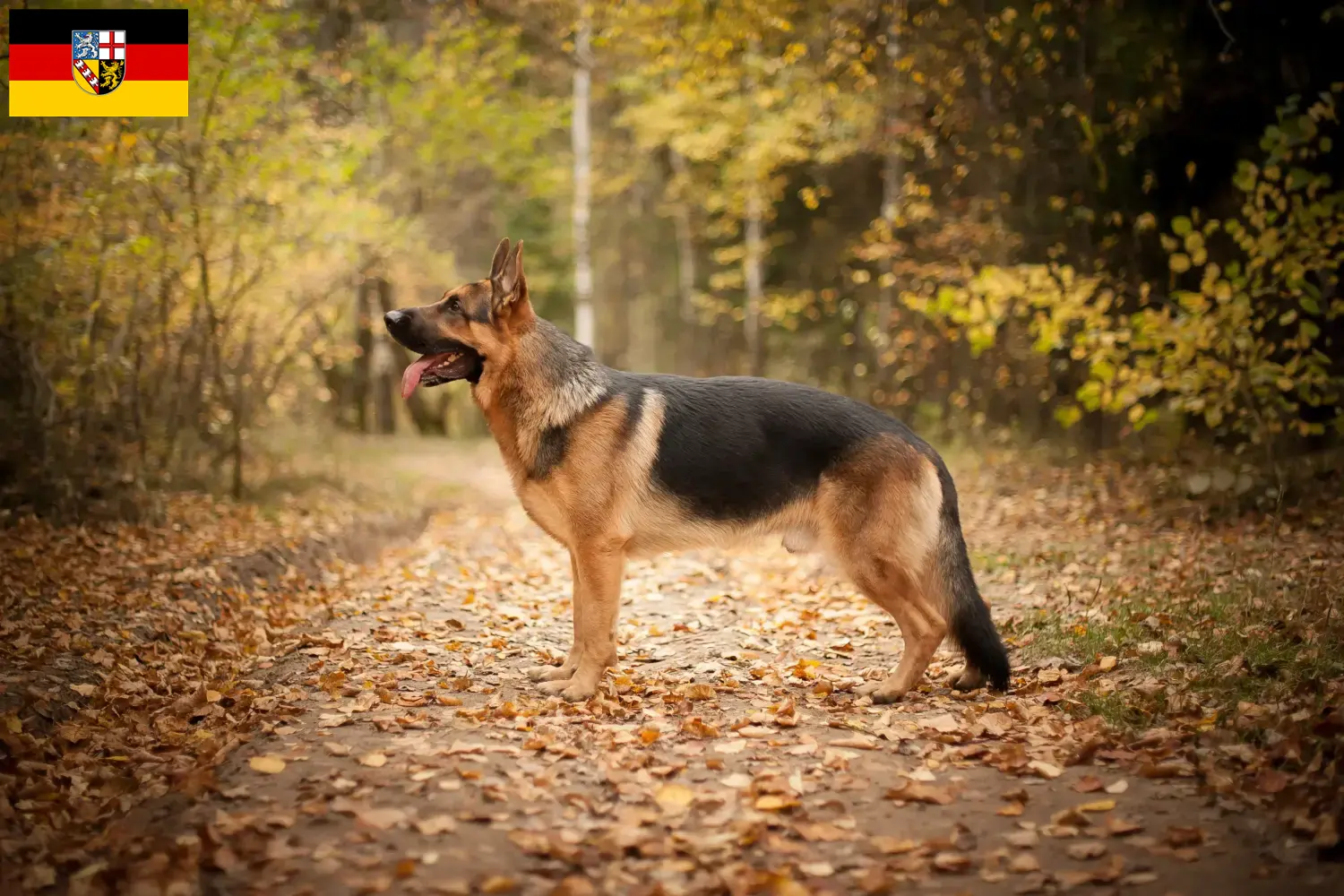 Duitse Herder Puppies en Fokker Saarland Hier vind je Duitse Herdershondenfokkers im Saarland.
