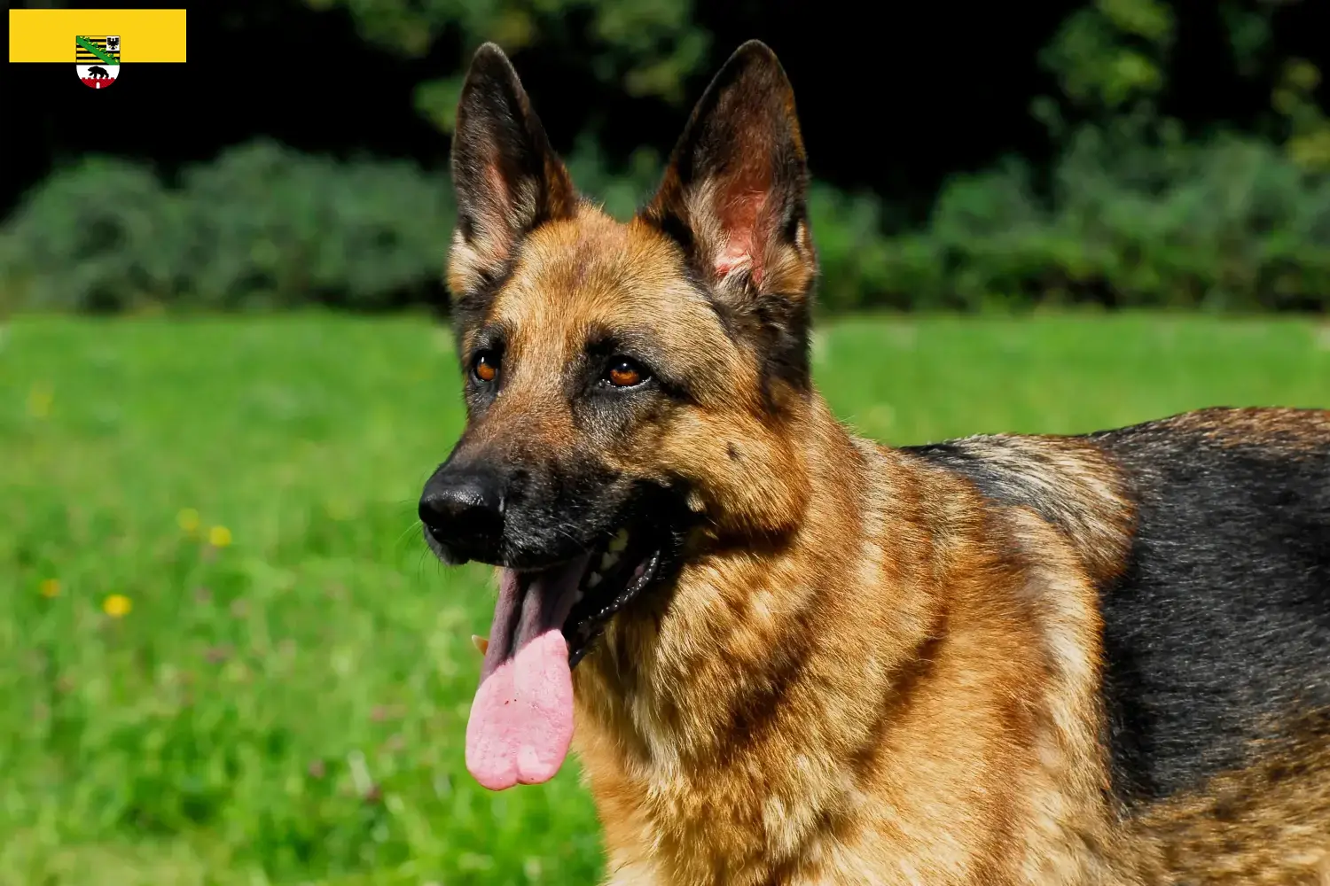 Duitse Herder Puppies en Fokker Saksen-Anhalt Hier vind je fokkers van Duitse Herdershonden in Saksen-Anhalt.