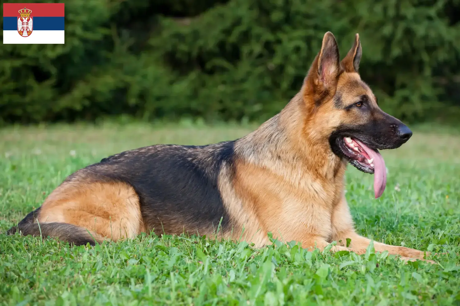 Duitse Herder pups en fokkers Servië Hier vind je fokkers van Duitse Herdershonden in Servië.