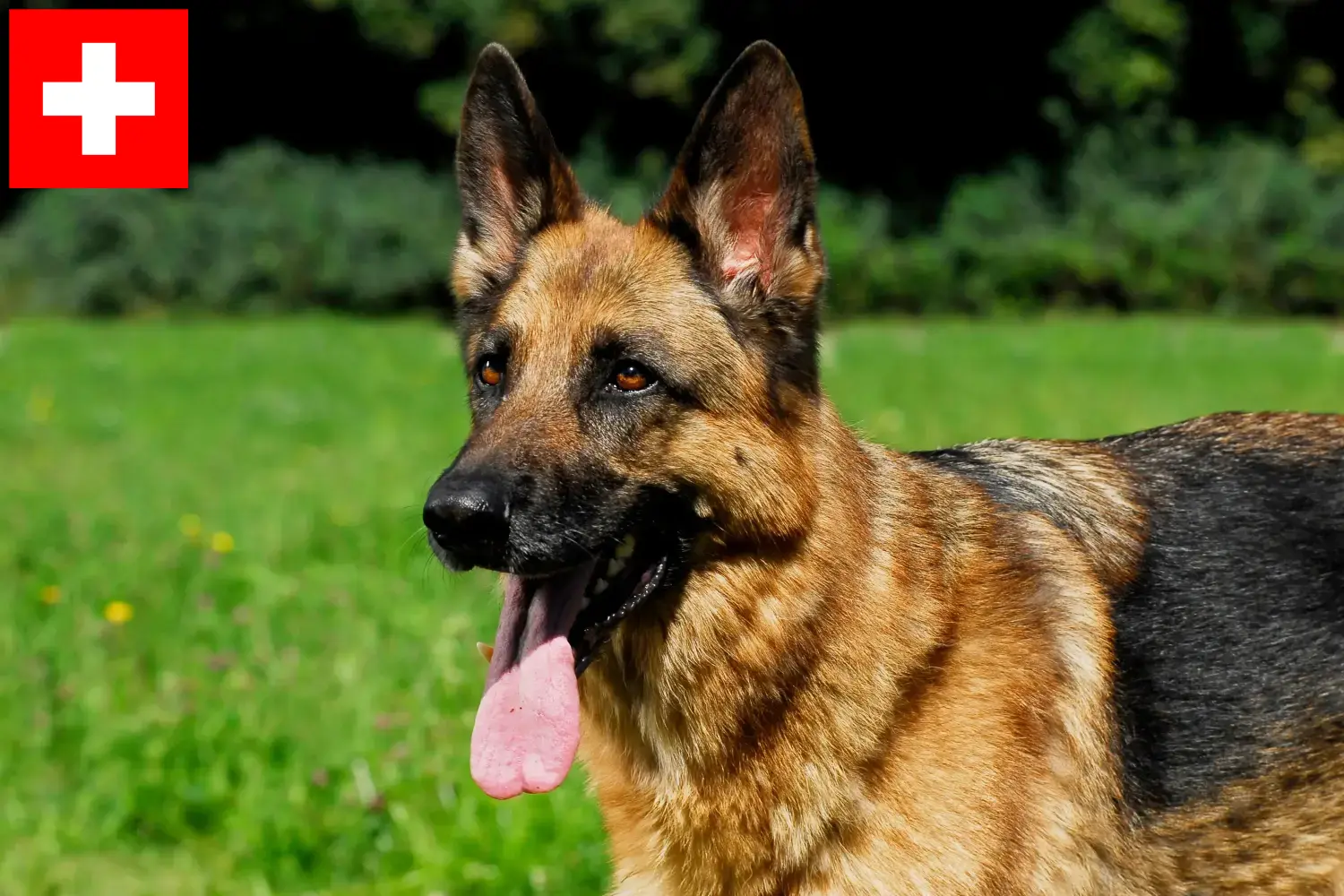 Duitse Herder Puppies en Fokker Zwitserland Hier vind je fokkers van Duitse Herdershonden in Zwitserland.