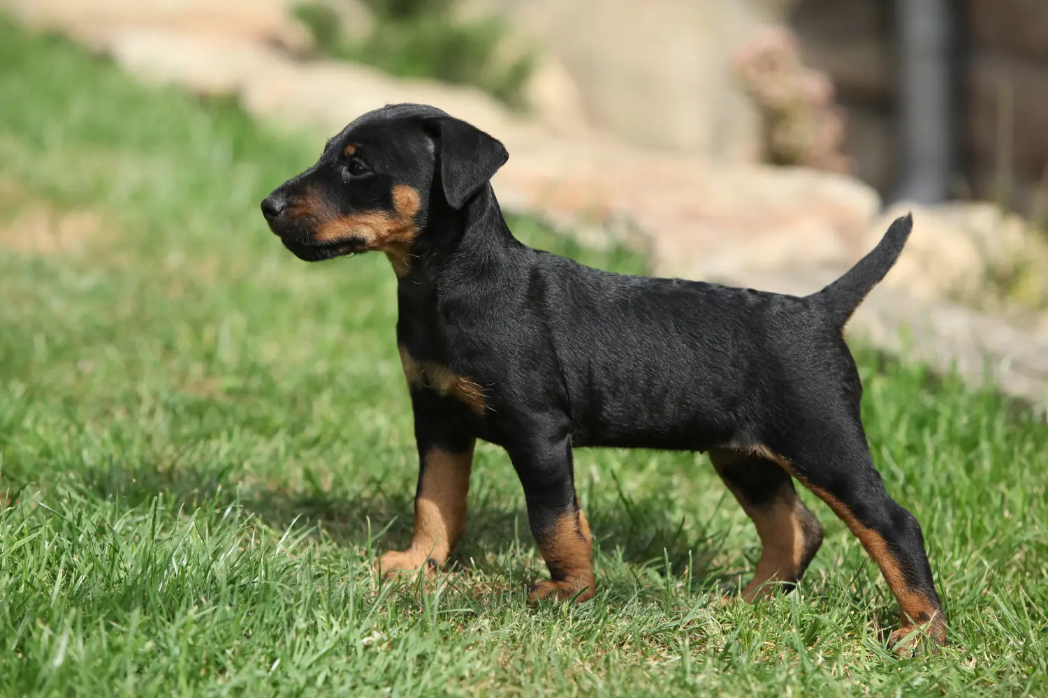 Een Duitse Jachtterriër puppy kopen betekent verantwoordelijkheid nemen! Duitse Jachtterriër puppy kopen.