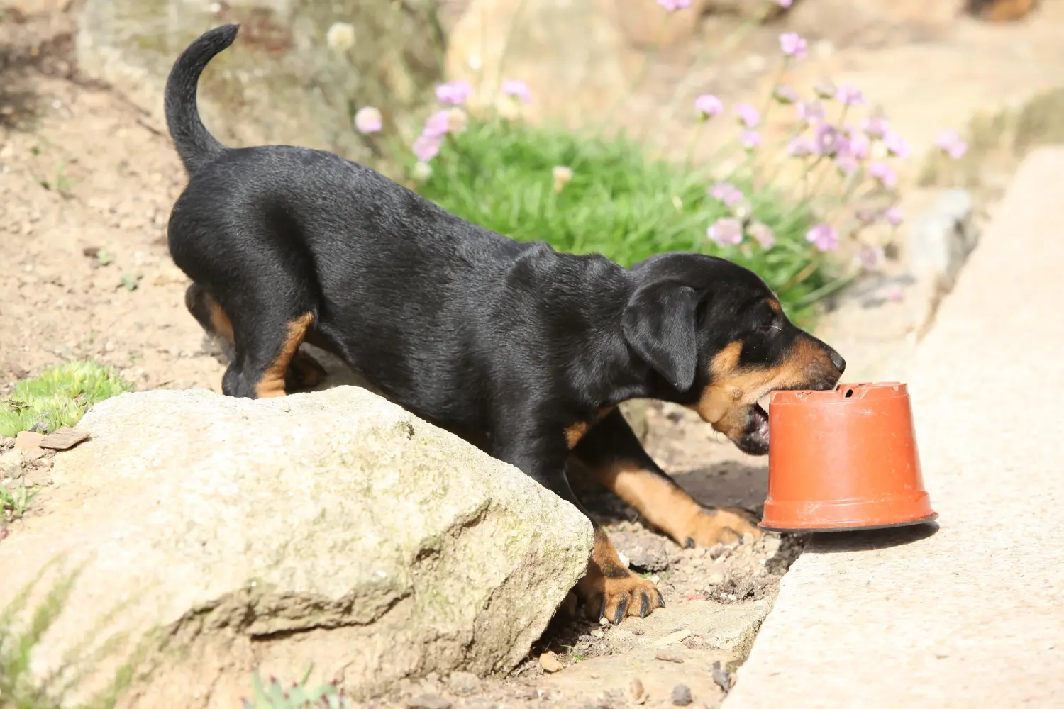Een Duitse Jachtterriër puppy kopen betekent verantwoordelijkheid nemen! Duitse Jachtterriër puppy kopen.