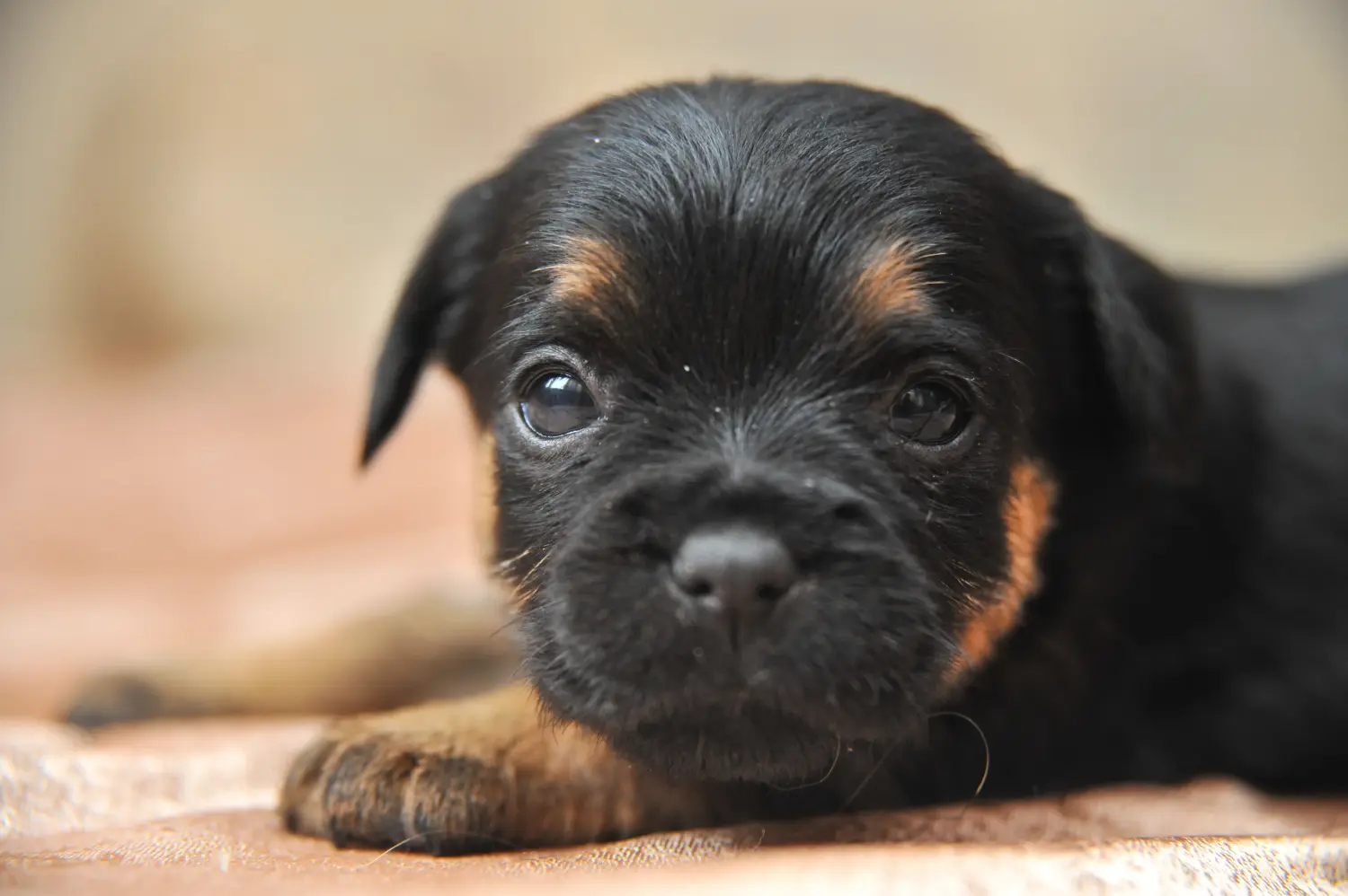 Een Duitse Jachtterriër puppy kopen betekent verantwoordelijkheid nemen! Duitse Jachtterriër puppy kopen.