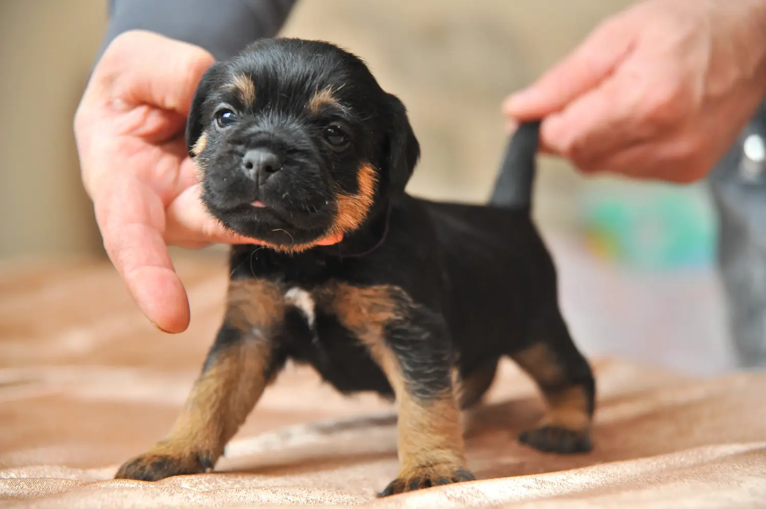 Een Duitse Jachtterriër puppy kopen betekent verantwoordelijkheid nemen! Duitse Jachtterriër puppy kopen.