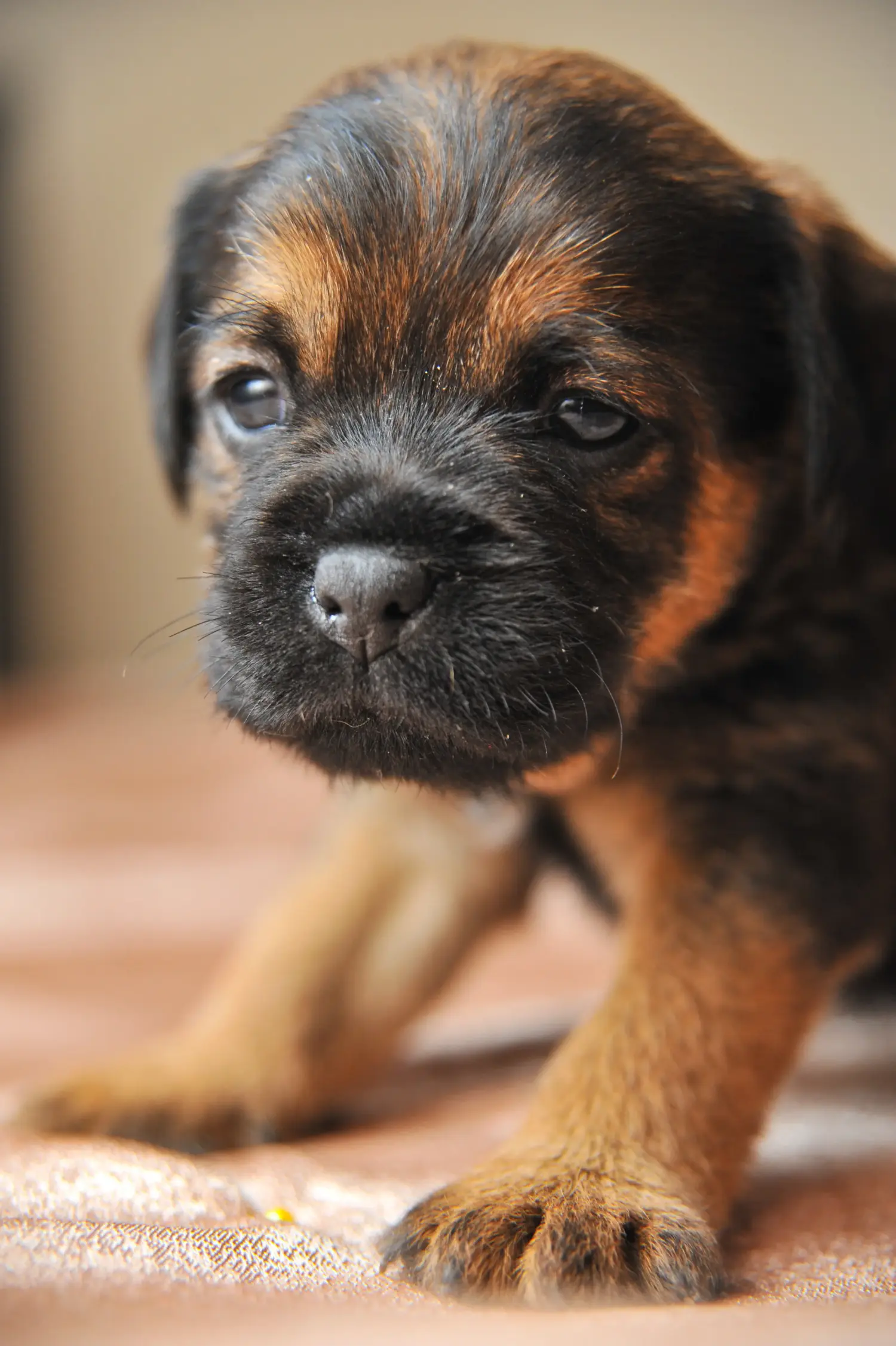 Een Duitse Jachtterriër puppy kopen betekent verantwoordelijkheid nemen! Duitse Jachtterriër puppy kopen.