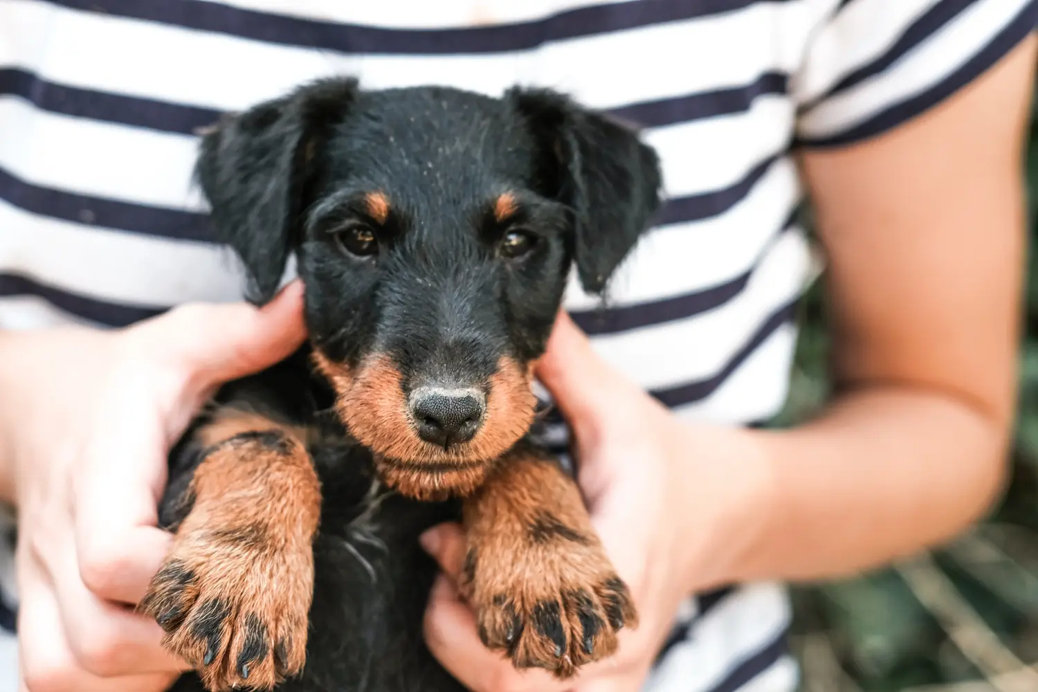 Een Duitse Jachtterriër puppy kopen betekent verantwoordelijkheid nemen! Duitse Jachtterriër puppy kopen.