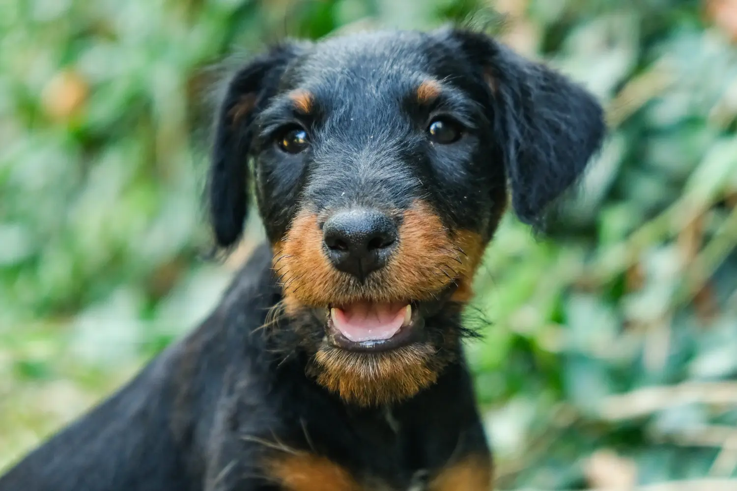 Een Duitse Jachtterriër puppy kopen betekent verantwoordelijkheid nemen! Duitse Jachtterriër puppy kopen.