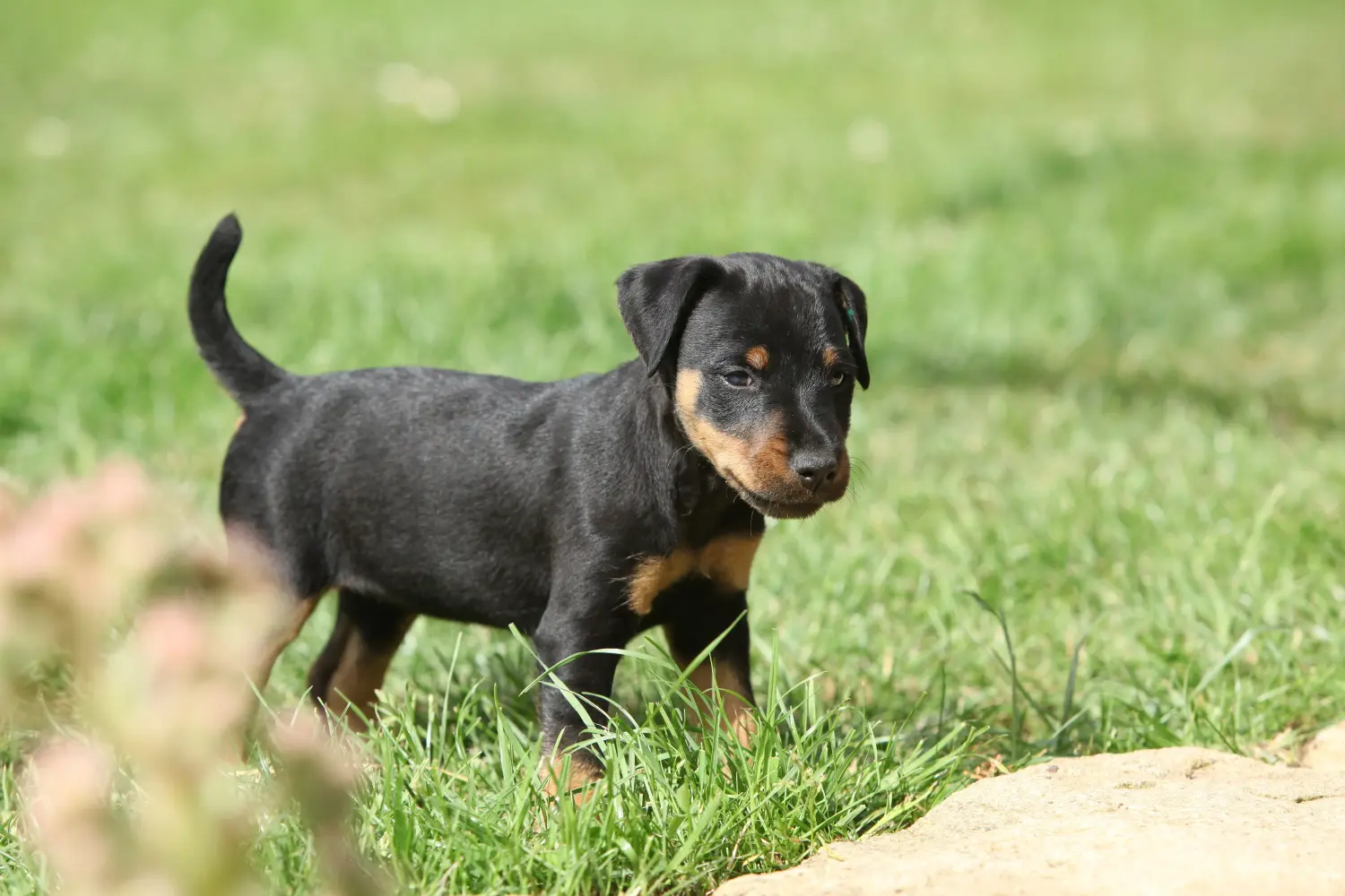 Een Duitse Jachtterriër puppy kopen betekent verantwoordelijkheid nemen! Duitse Jachtterriër puppy kopen.