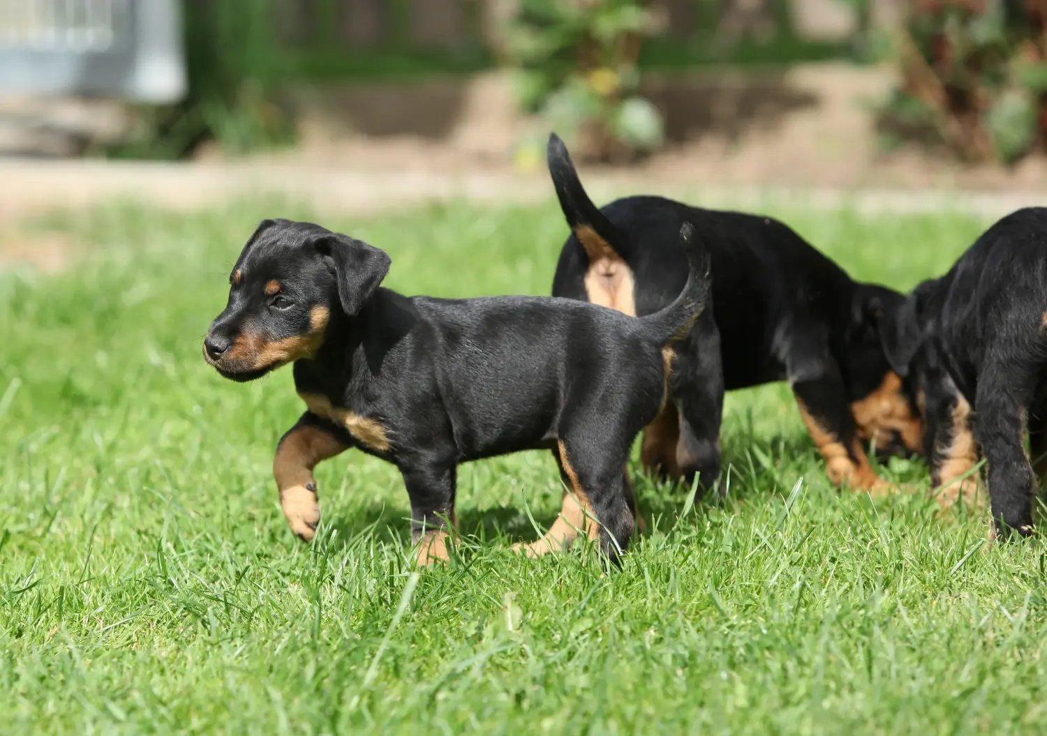 Een Duitse Jachtterriër puppy kopen betekent verantwoordelijkheid nemen! Duitse Jachtterriër puppy kopen.