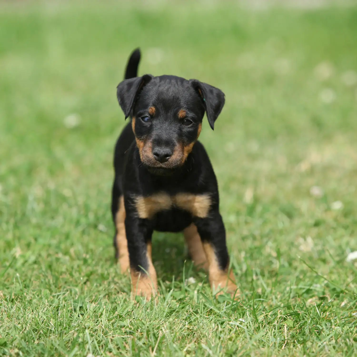 Een Duitse Jachtterriër puppy kopen betekent verantwoordelijkheid nemen! Duitse Jachtterriër puppy kopen.