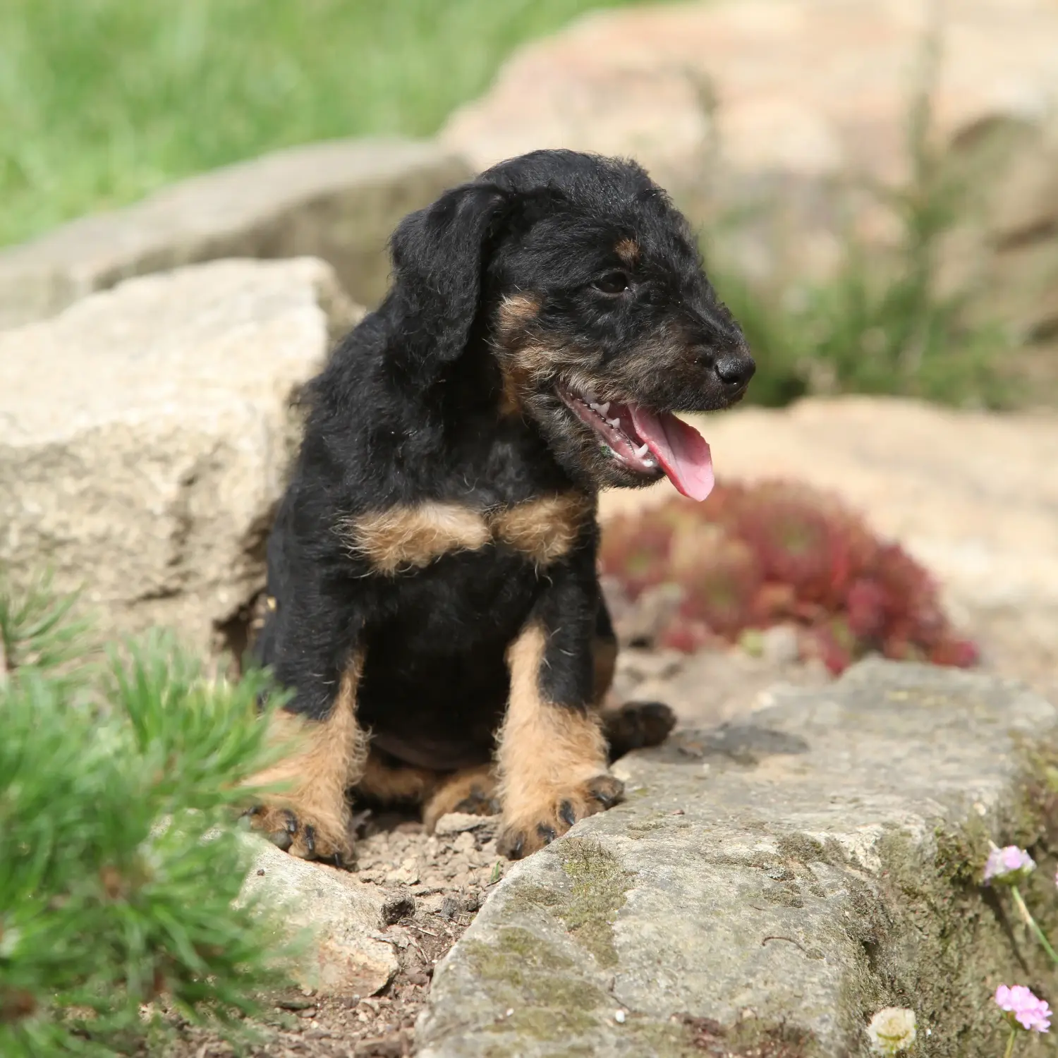 Een Duitse Jachtterriër puppy kopen betekent verantwoordelijkheid nemen! Duitse Jachtterriër puppy kopen.