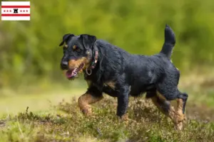 Lees meer over het artikel Duitse Jachtterriër fokkers en pups in Drenthe