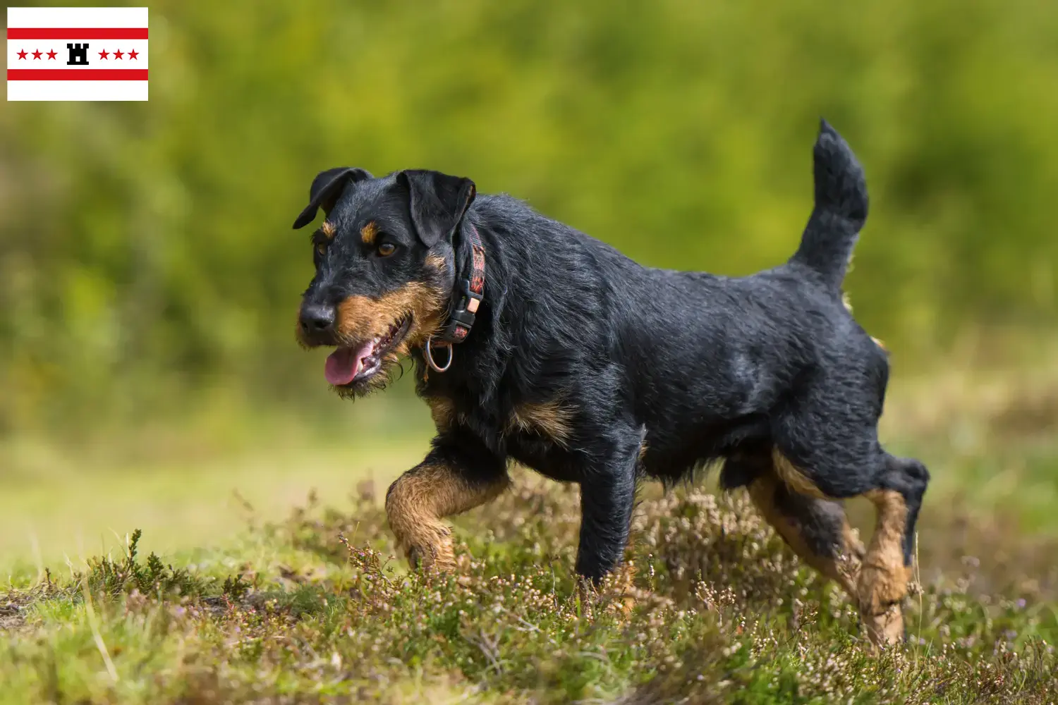 Duitse Jachtterriër pups en fokkers Drenthe Zoek Duitse Jachtterriër fokkers in Drenthe.