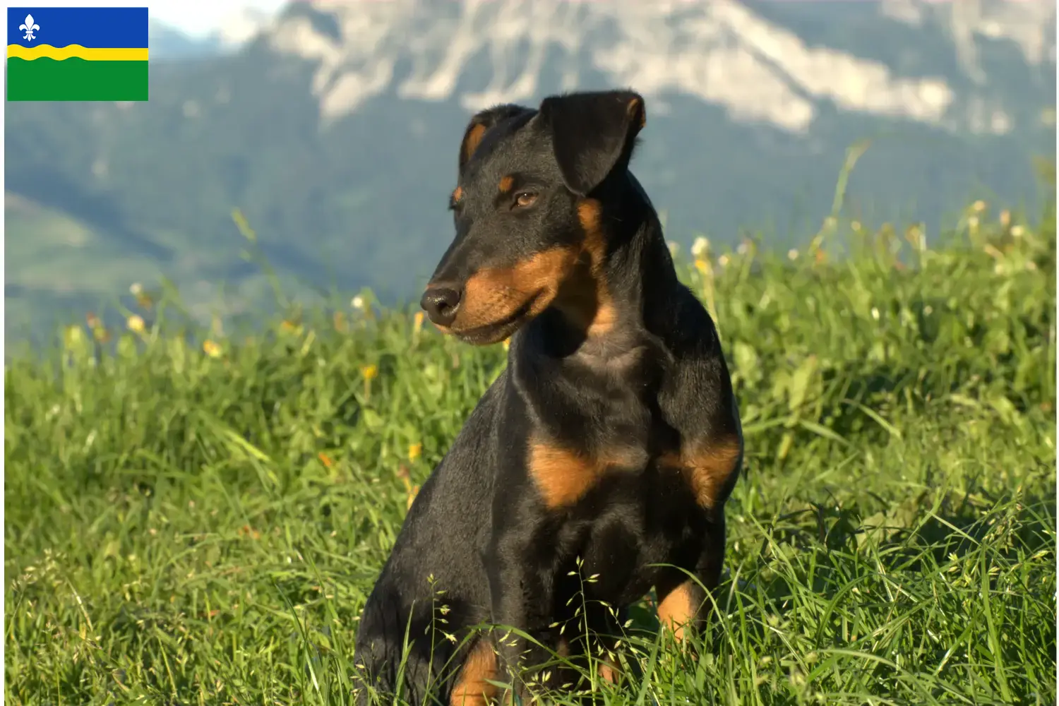 Duitse Jachtterriër pups en fokkers Flevoland Zoek Duitse Jachtterriër fokkers in Flevoland.