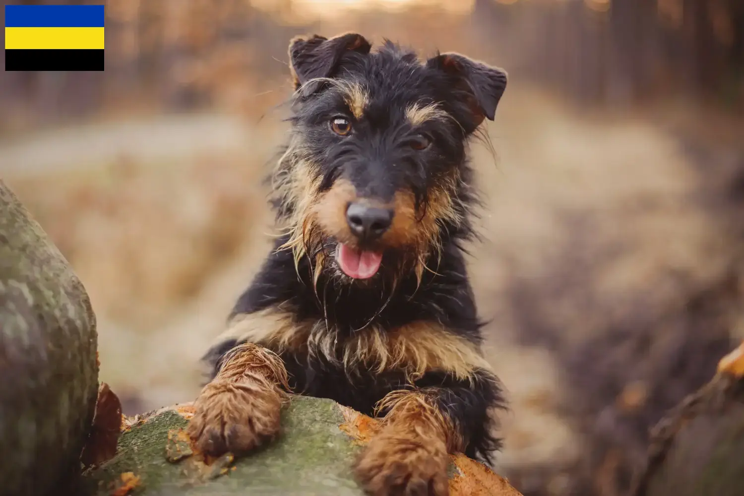 Duitse Jachtterriër pups en fokkers Gelderland Hier vind je Duitse Jachtterriër fokkers in Gelderland.