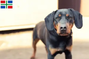 Lees meer over het artikel Duitse Jachtterriër fokker en pups in Groningen