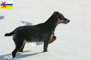 Lees meer over het artikel Duitse Jachtterriër Fokker en Puppies in Limburg