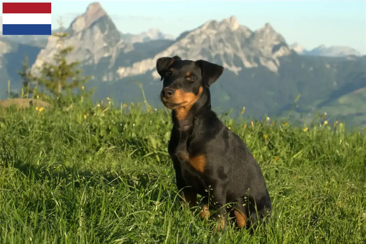Duitse Jachtterriër Puppies en Fokker Nederland Hier vind je Duitse Jachtterriër fokkers in Nederland.