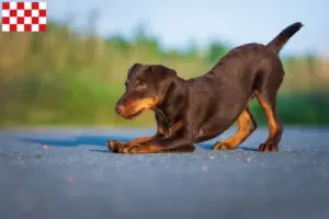 Lees meer over het artikel Duitse Jachtterriër fokkers en pups in Noord-Brabant