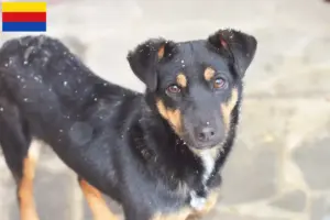 Lees meer over het artikel Duitse Jachtterriër fokker en pups in Noord-Holland
