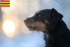 Lees meer over het artikel Duitse Jachtterriër fokker en pups in Overijssel