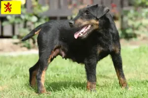 Lees meer over het artikel Duitse Jachtterriër fokkers en pups in Zuid-Holland