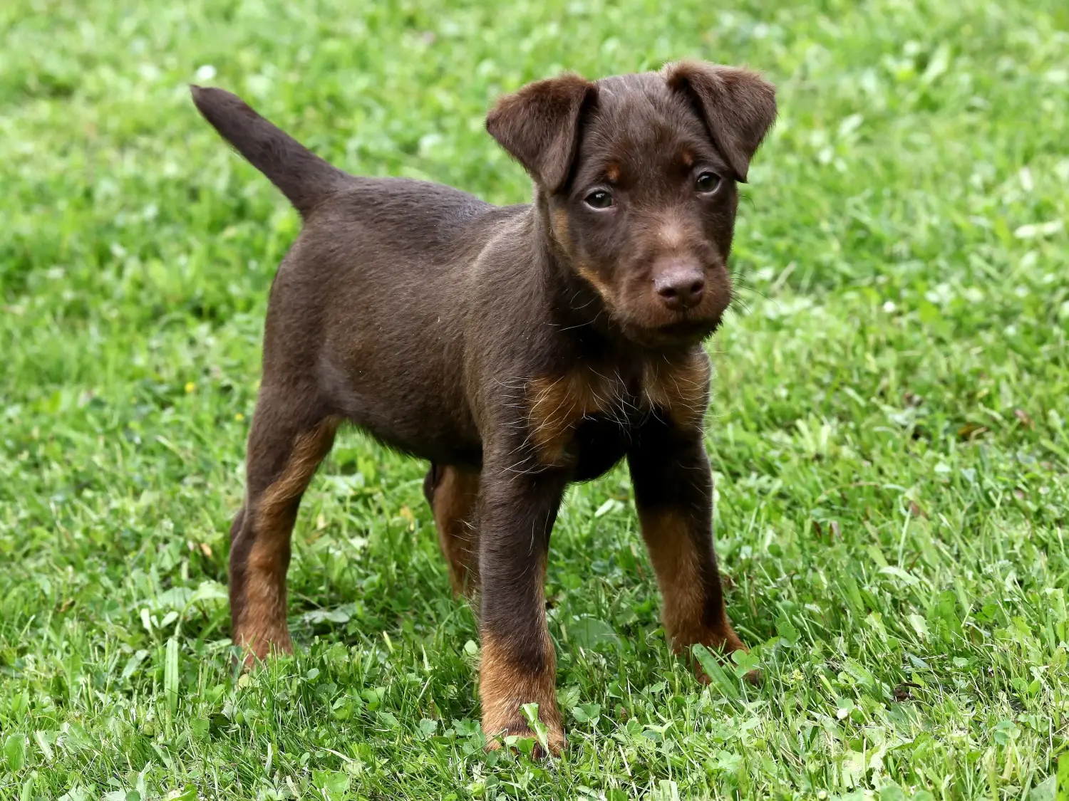 Een Duitse Jachtterriër puppy kopen betekent verantwoordelijkheid nemen! Duitse Jachtterriër puppy kopen.