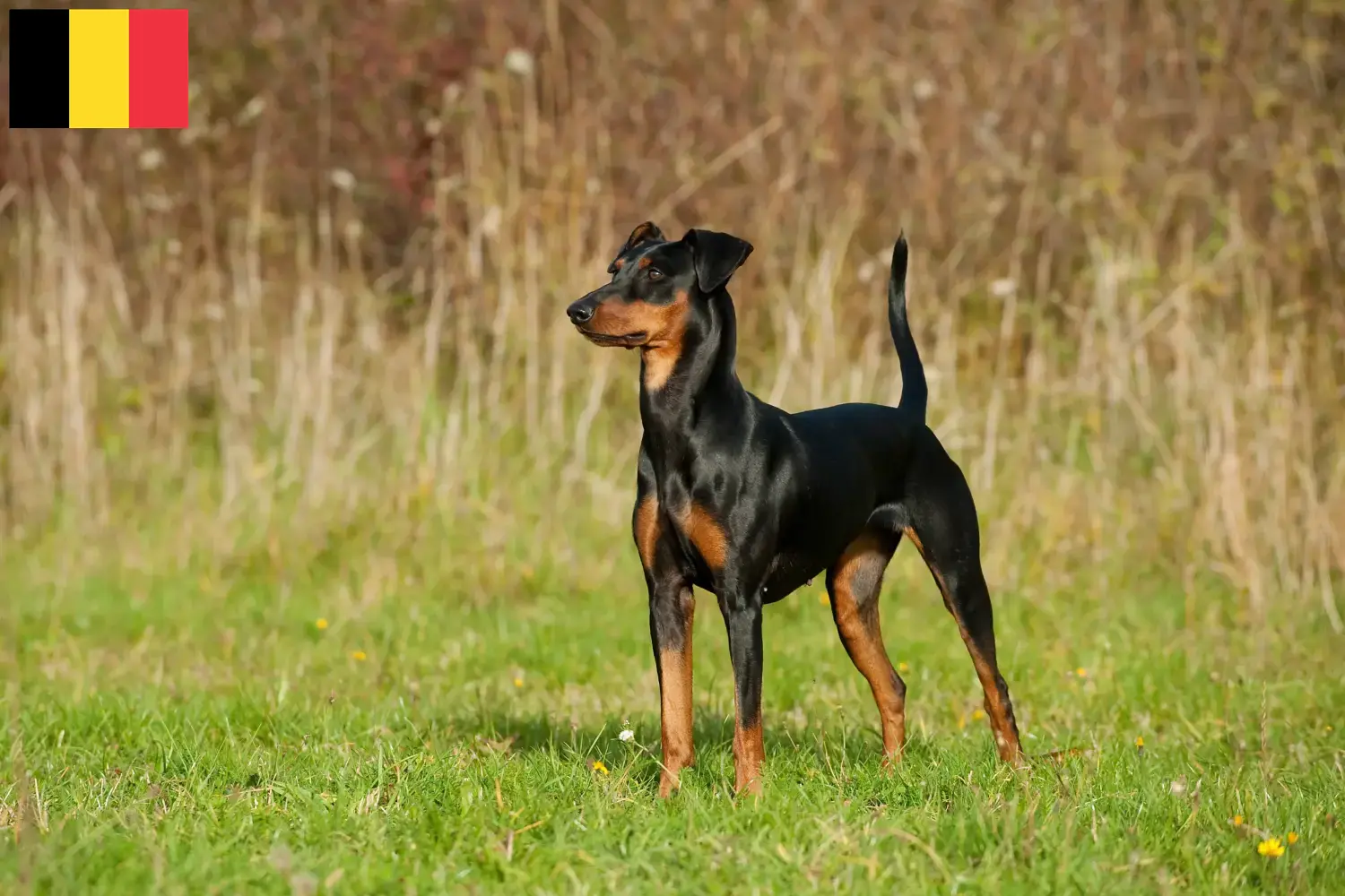 Duitse Pinscher puppies en fokkers België Hier vind je Duitse Pinscher fokkers in België.