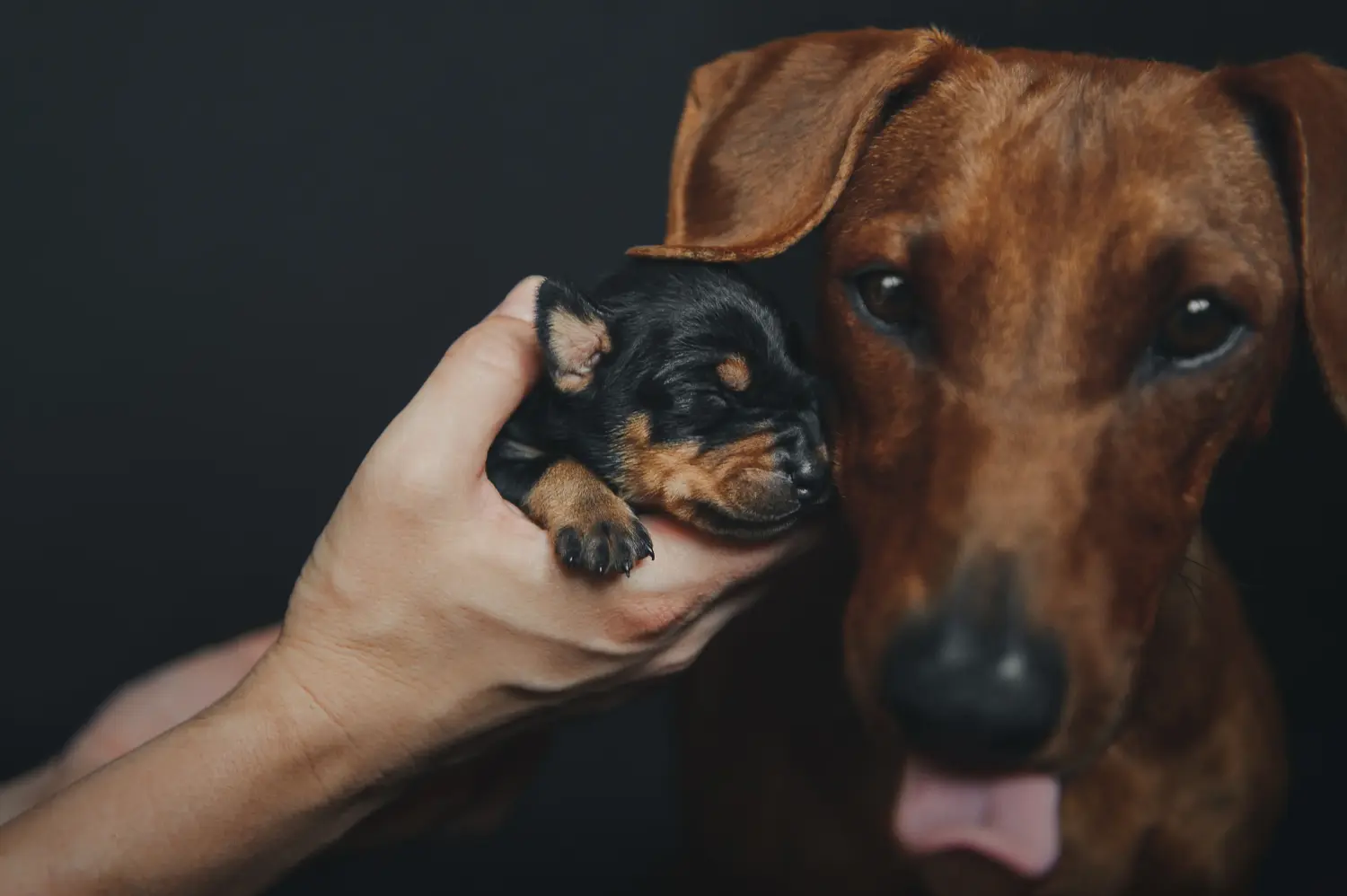 Een Duitse Pinscher puppy kopen betekent verantwoordelijkheid nemen! Duitse Pinscher puppy kopen.
