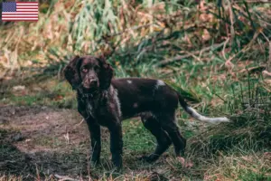 Lees meer over het artikel Duitse waakhond fokkers en puppy’s in de VS