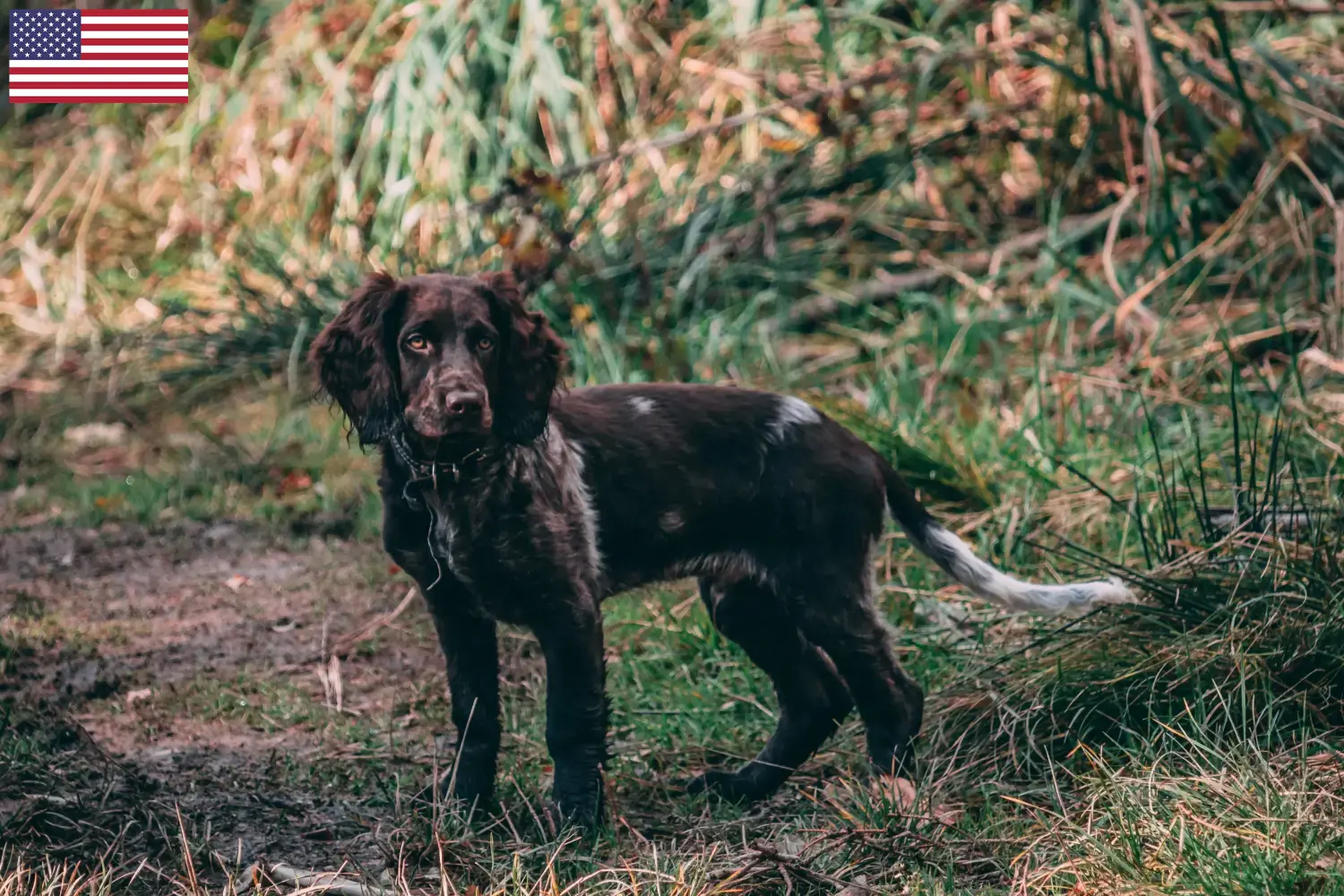 Duitse Wachtelhund puppies en fokkers USA Hier vind je Duitse Kwartelhond fokkers in de Verenigde Staten.