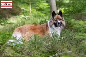 Lees meer over het artikel Elo fokkers en pups in Drenthe