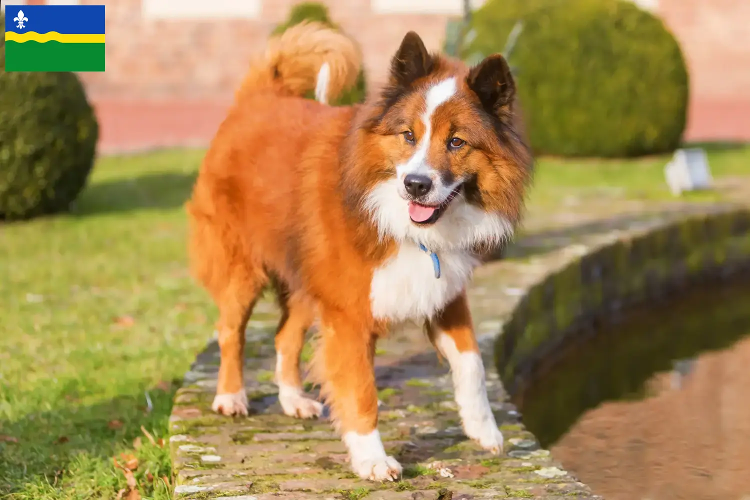 Elo puppy's en fokkers Flevoland Hier vind je Elos fokkers in Flevoland.