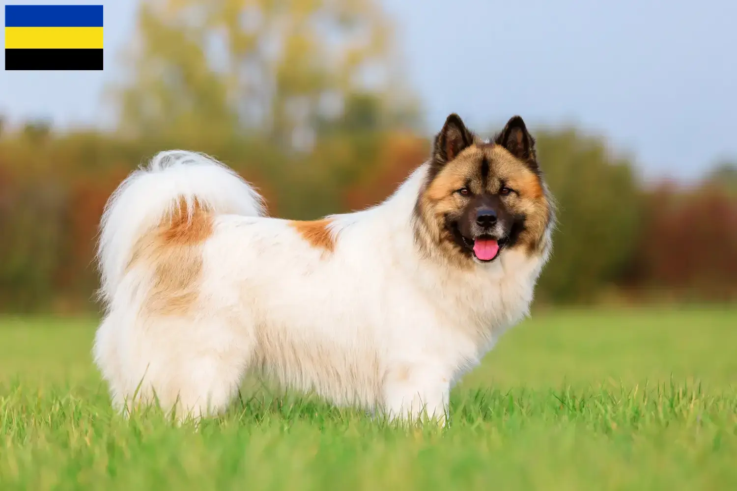 Elo pups en fokkers Gelderland Hier vind je Elos fokkers in Gelderland.
