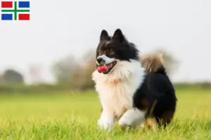 Lees meer over het artikel Elo fokkers en pups in Groningen