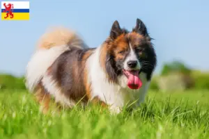 Lees meer over het artikel Elo fokkers en pups in Limburg