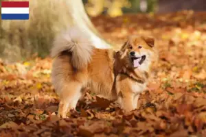 Lees meer over het artikel Elo fokkers en pups in Nederland