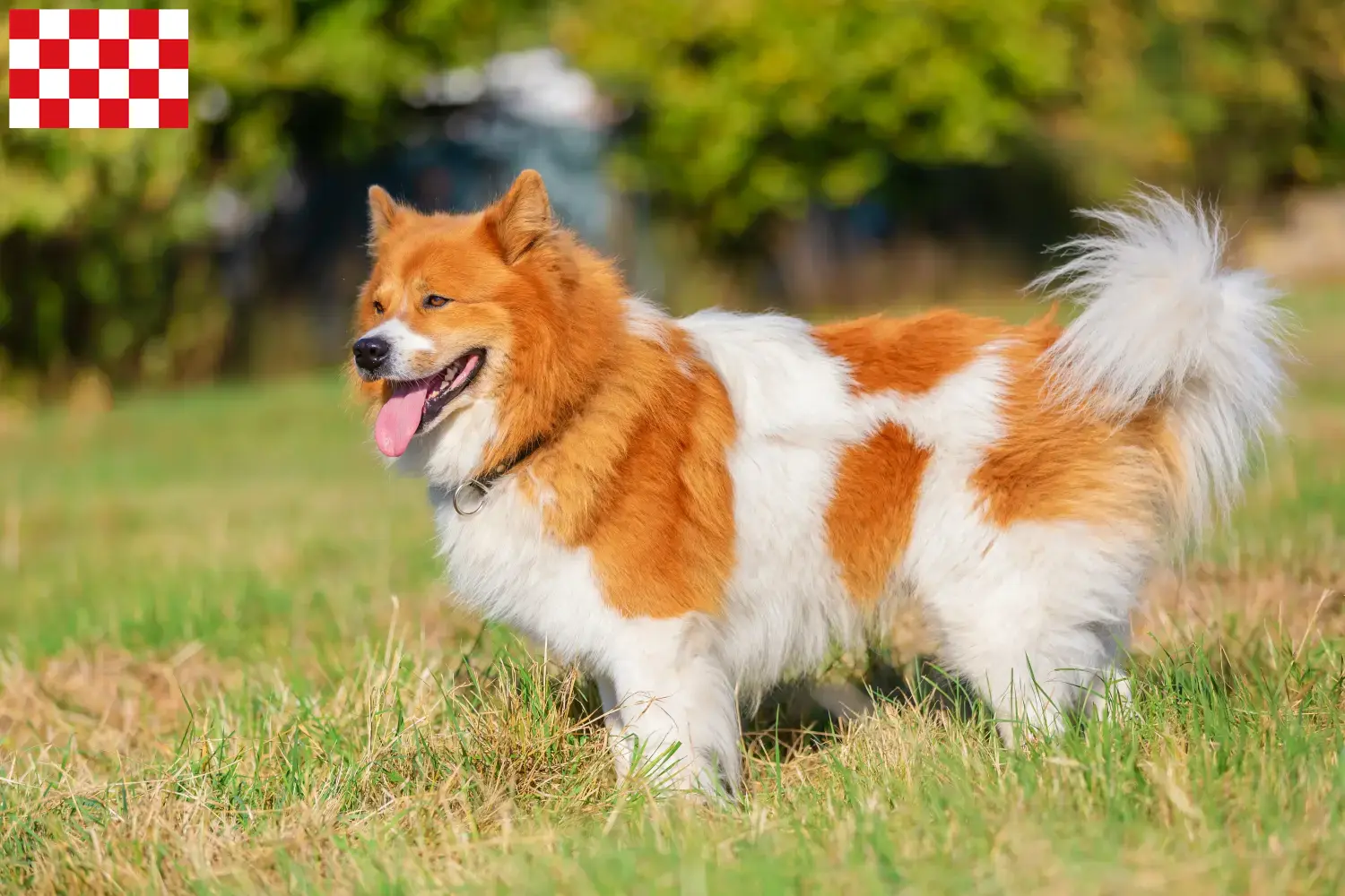 Elo puppy's en fokkers Noord-Brabant Hier vind je Elos fokkers in Noord-Brabant.