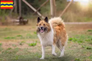 Lees meer over het artikel Elo fokkers en pups in Overijssel