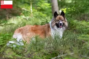 Lees meer over het artikel Elo fokkers en pups in Utrecht