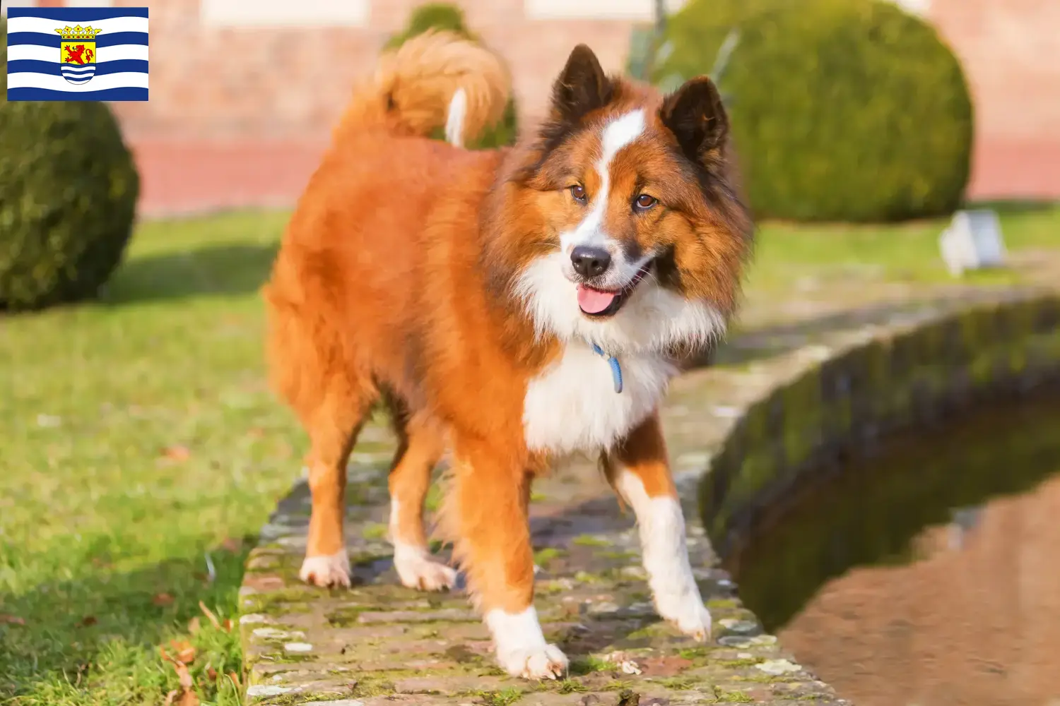 Elo puppy's en fokkers Zeeland Hier vind je Elos fokkers in Zeeland.