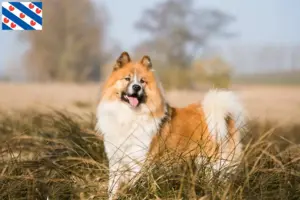 Lees meer over het artikel Elo fokkers en pups in Friesland