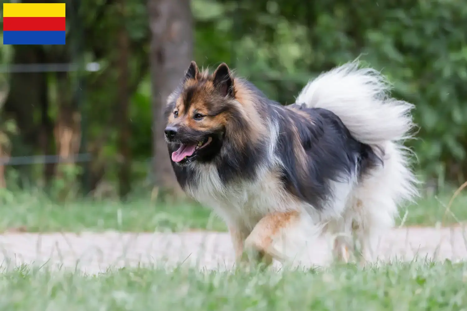 Elo puppy's en fokkers Noord-Holland Hier vind je Elos fokkers in Noord-Holland.