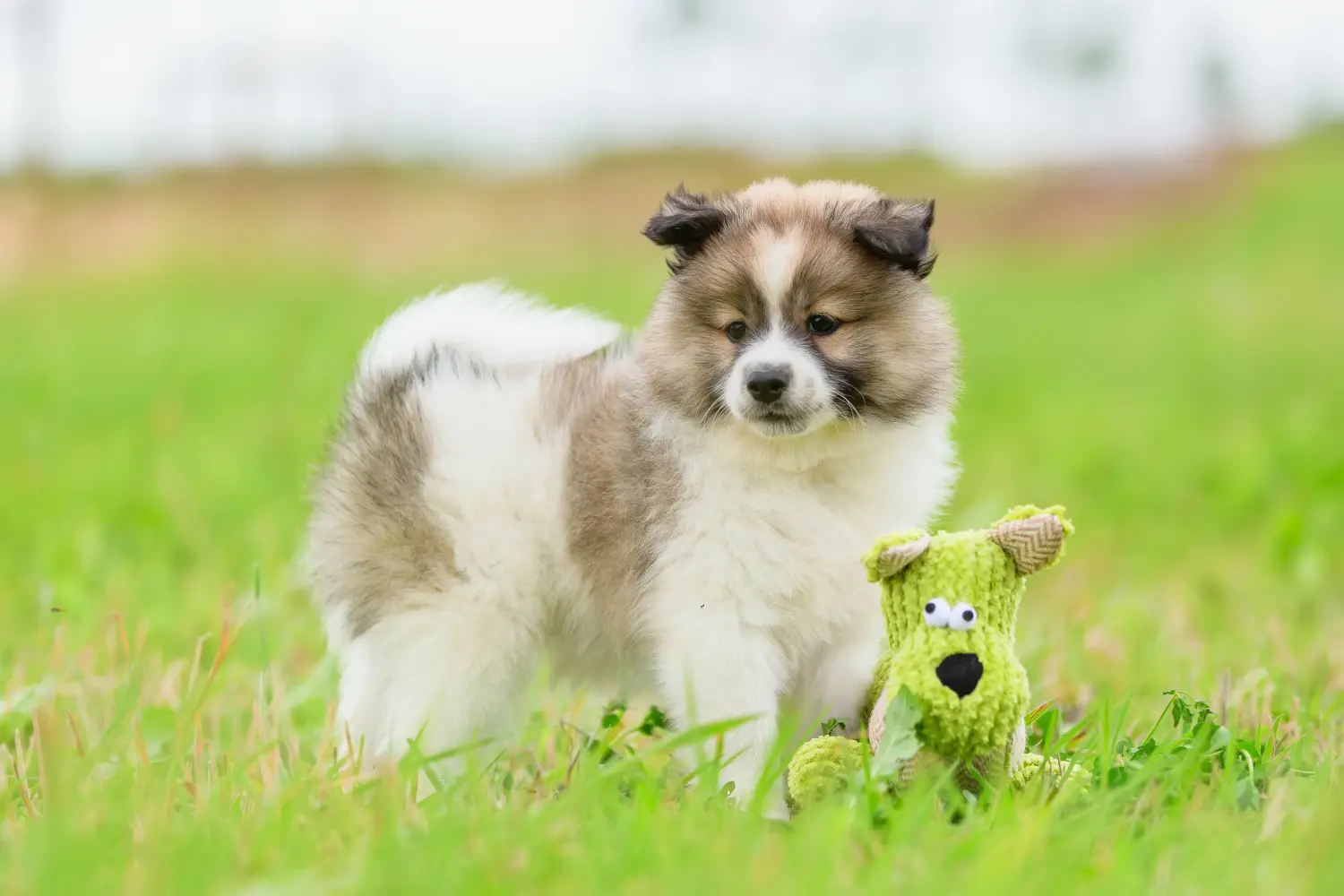 Een Elo-pup kopen betekent verantwoordelijkheid nemen! Elo puppy's kopen.